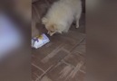 Puppy Can't Stand the Stink