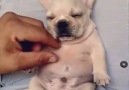 Puppy French Bulldog Sleeping