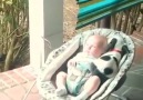 Puppy Goes To Sleep With A Human Baby, PURE LOVE