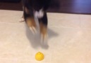 Puppy Hates Lemons