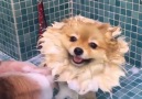 Puppy loves to be pampered