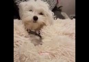Puppy Plays Peek-A-Boo