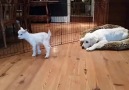 Puppy Plays With Baby Goat