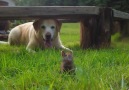 Puppy Plays With Bunny