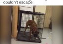 Puppy prison breakCredit ViralHog