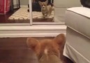 Puppy sees himself in the mirror for the first time :)