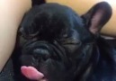 Puppy sleeping with his tongue out