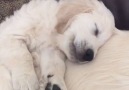 Puppy Sleeps On Top Of Dad