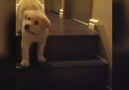 Puppy teaches puppy to go down stairs!