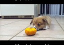 Puppy Vs Mini Pumpkin