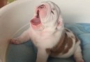 Puppy Wakes Up From Deep Sleep