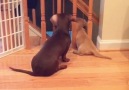 Pups Wait For Dad's Return