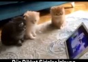 Pür dikkat şirinler izleyen yavru kediler