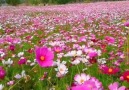 Pure Land - Amazing butterfly flowers! Facebook