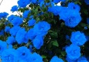 Pure Land - Beautiful rose flowers in every color! Facebook