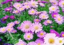 Pure Land - Colorful & Beautiful Flower Garden Facebook