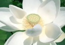 Pure Land - Pure land & pure lotus! Facebook