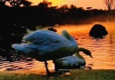 Pure Land - Pure land of super beautiful swans! Facebook