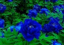 Pure Land - Super beautiful Blue Rose garden! Facebook