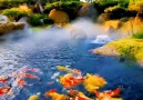 Pure Land - Super beautiful KOI fish! Facebook