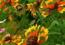 Pure Land - Super colorful & gorgeous flower! Facebook