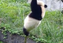 Pure Land - Super cute little pandas! Facebook