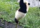 Pure Land - Super cute little pandas! Facebook