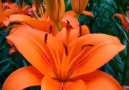 Pure Land - Super gorgeous lily flower in every color! Facebook