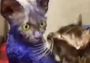 Purple Cat’s Best Friend Doesn’t Care What He Looks Like