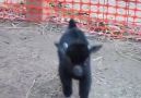 Pygmy Goat Happy Dance II