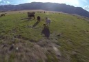 Quadcopter ile Sığır Çobanlığı