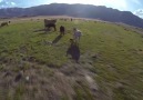 Quadcopter ile Sığır Çobanlığı