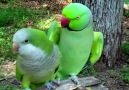 quaker parrot and ringneck parrot