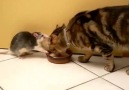 Que crees de este gato Tom y Jerry en... - La Perrera de Salsoul