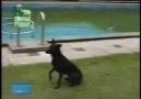 QUIEN DIJO QUE UN PERRO NO PIENSA