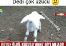 &quotAnne anne" diye meleyen kuzu... - Ahiretlik sevabım