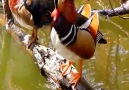 &quotSana da günaydın güzel mandarin ördeği)"