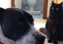 &quotWe introduced our rescue dog to our cat and this is what he did"