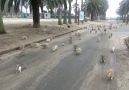 Rabbit Island in Japan