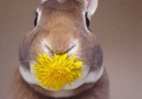 Rabbit Munching On Flower