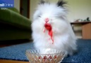Rabbits eating berries is terrifying and adorable at the same time.
