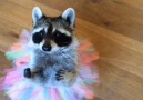 Raccoon Ballet