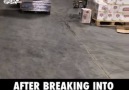 Raccoon Gets Drunk After Breaking Into Alcohol Warehouse