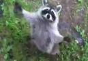 Raccoons Are Awesome! a good way to start your Friday )