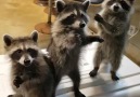 Raccoons Begging For Food