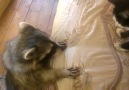 Raccoon Tries to Make Friends With Cat