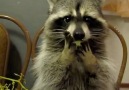 Raccoon Uses Tiny Hands To Eat Grapes