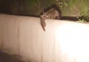 Racoon Team Work