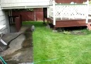 Racoon vs Garden hose!