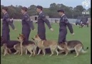 RAF Dogs of the past